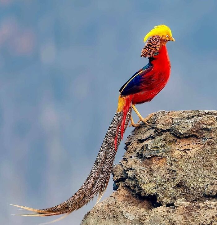 A golden pheasant showcasing the beauty of a rare bird, with vibrant red and yellow feathers and a long tail, perched on a rock.