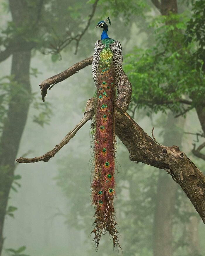 A majestic peacock with a long, colorful train perches on a tree branch, highlighting the beauty of nature and rare bird photos.