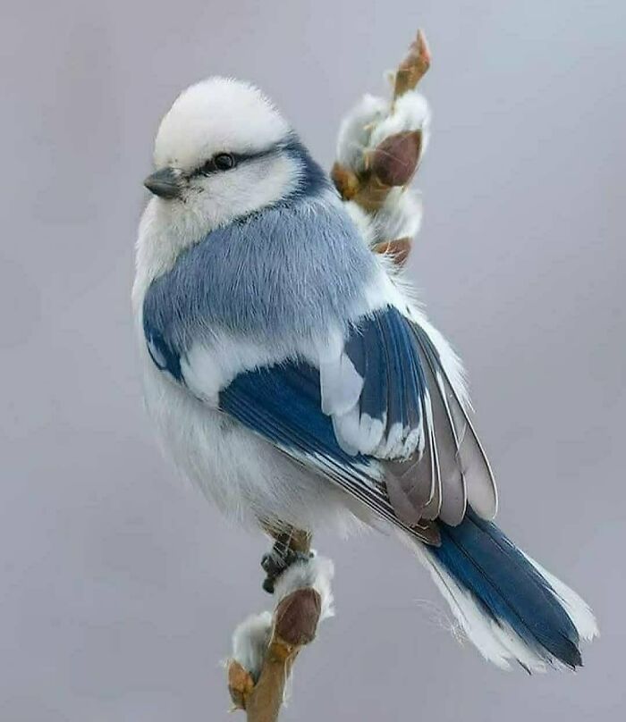 A beautiful rare bird, a Eurasian blue tit, with white and blue feathers, perches delicately on a branch with new buds.