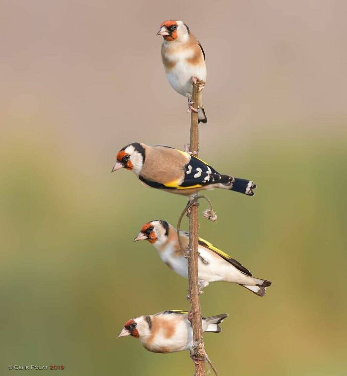 Four European goldfinches perch on a vertical branch, displaying their striking plumage in these rare bird photos.