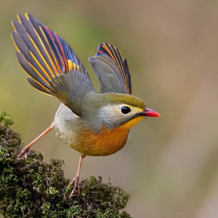 A vibrant red-billed leiothrix spreads its colorful wings, capturing the beauty of nature in rare bird photos.