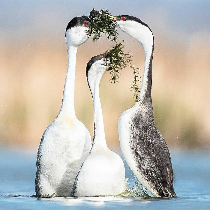 Three rare bird photos showcase nature's beauty, with two Western Grebes offering nesting material to a third in water.