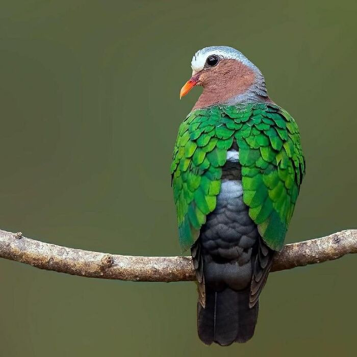 Rare bird photos: A green-feathered bird with a gray head and orange beak perched on a branch, showcasing the beauty of nature.
