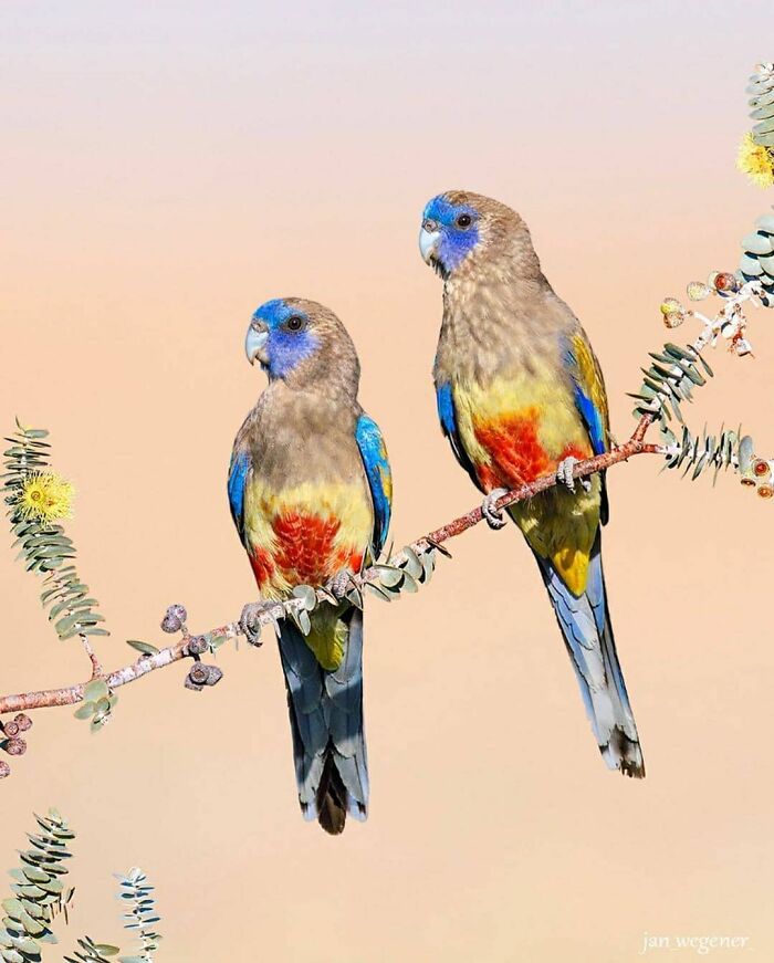 Rare bird photos: Two colorful parrots with blue and red plumage perched on a branch, showcasing the beauty of nature.