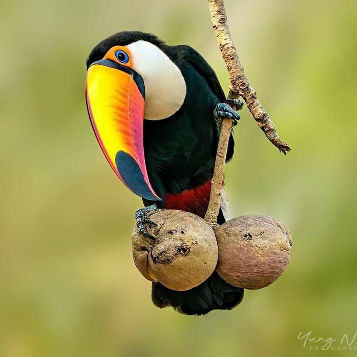 Rare bird photos: A toucan with a colorful beak and blue eyes perched on a branch, showcasing the beauty of nature.