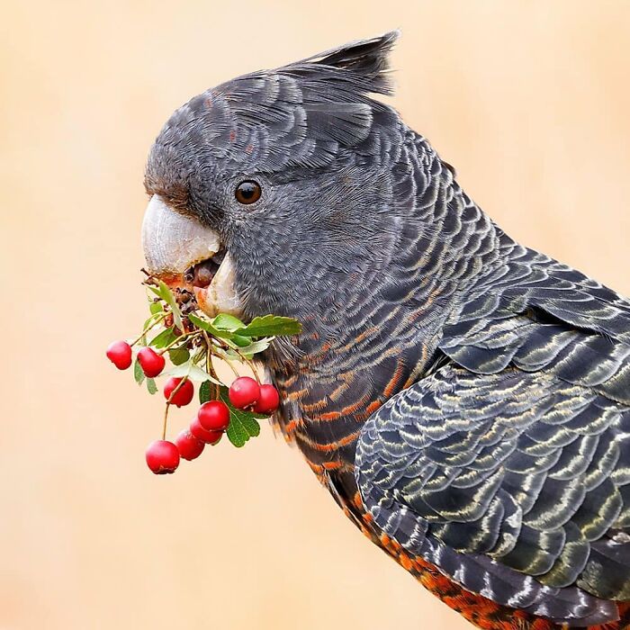 Rare bird photos: A black cockatoo with red accents on its feathers eating red berries, showcasing the beauty of nature.