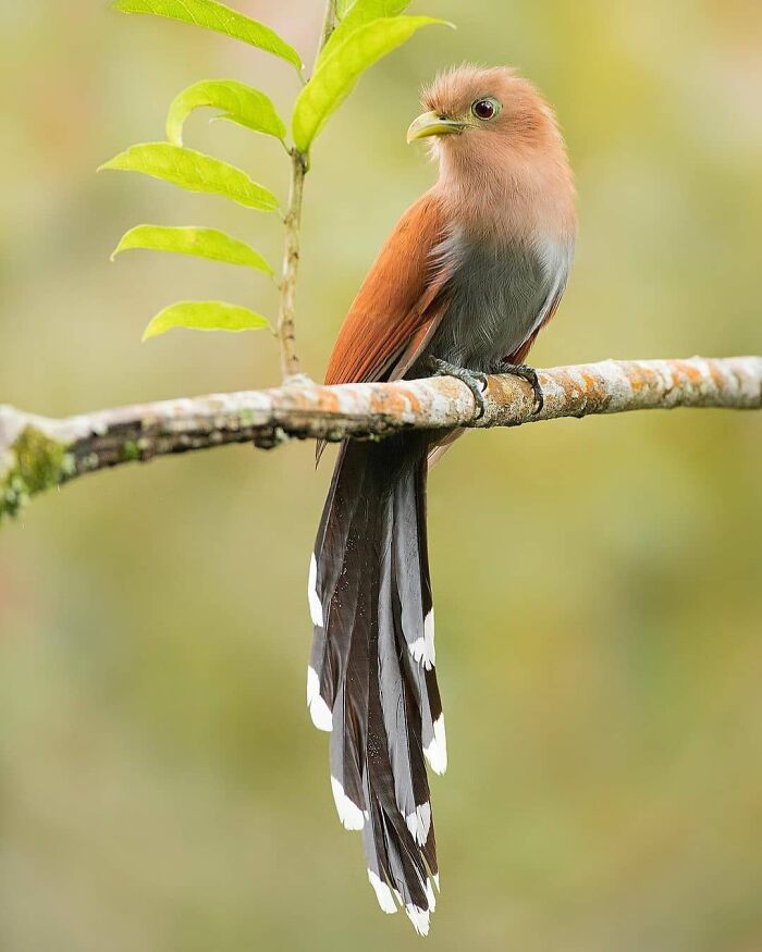 Rare bird photos: A long-tailed bird with brown and white feathers perched on a branch, showcasing the beauty of nature.