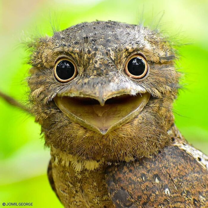 A close-up of a unique rare bird with large, round eyes and a wide, smiling beak, showcasing its natural beauty.