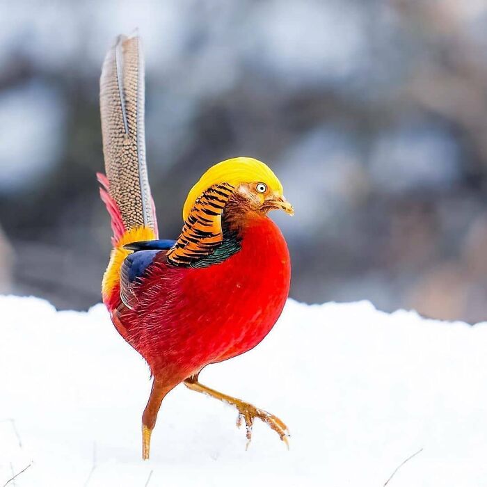 A vibrant Golden Pheasant with bright yellow and red feathers walks gracefully in snow, a beautiful rare bird.