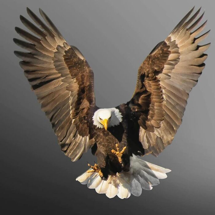 A majestic bald eagle with wide-spread wings and sharp talons extended, captured mid-flight, showcasing its beauty in nature.