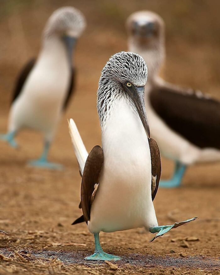 A blue-footed booby with bright blue feet and a spotted head poses on sandy ground, one leg raised, among other rare birds.