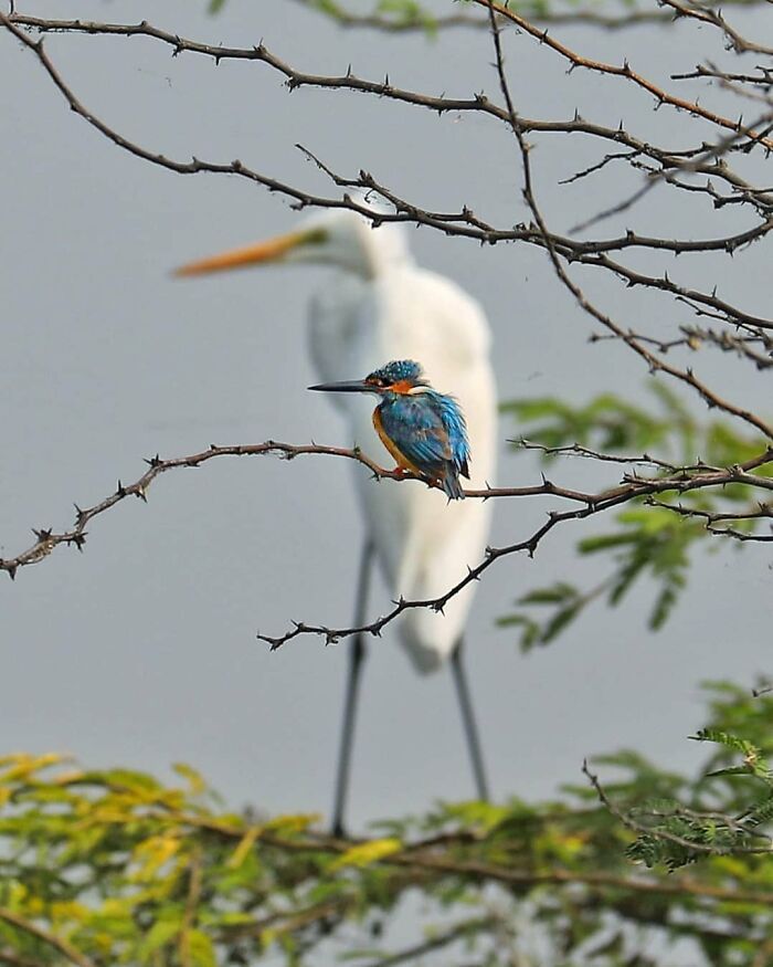 A small, colorful rare bird sits on a thorny branch, with a large white bird blurred in the background, showcasing nature's beauty.