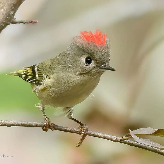 A small, delicate rare bird photos with a red crest on a branch, capturing the beauty of nature.