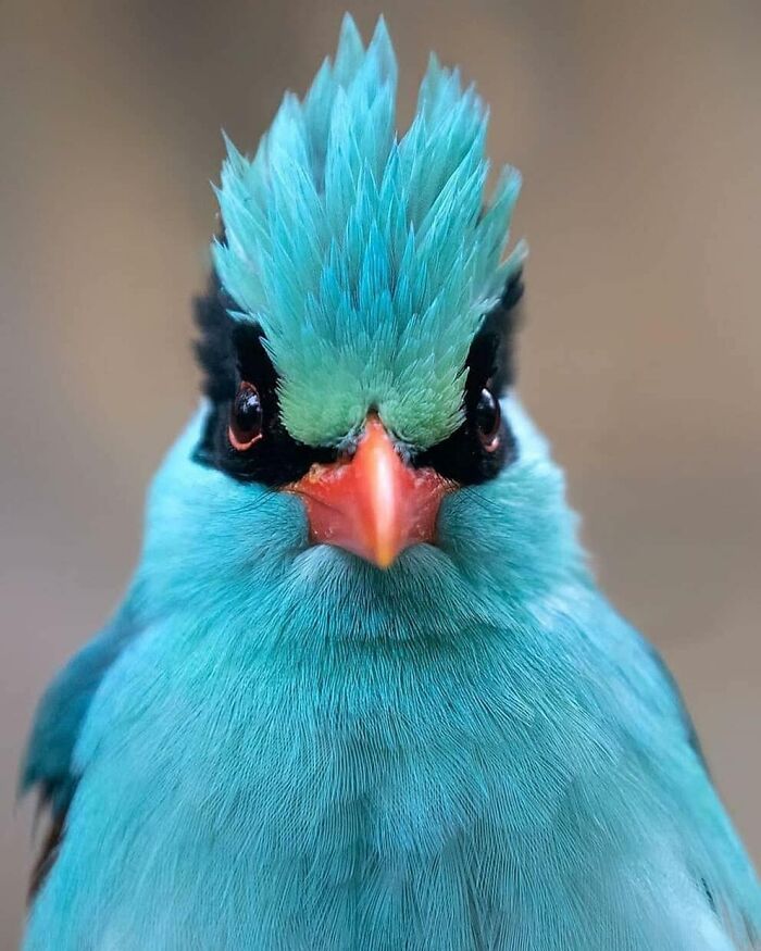 Frontal view of a striking blue rare bird photos with a crest, highlighting the beauty of nature.