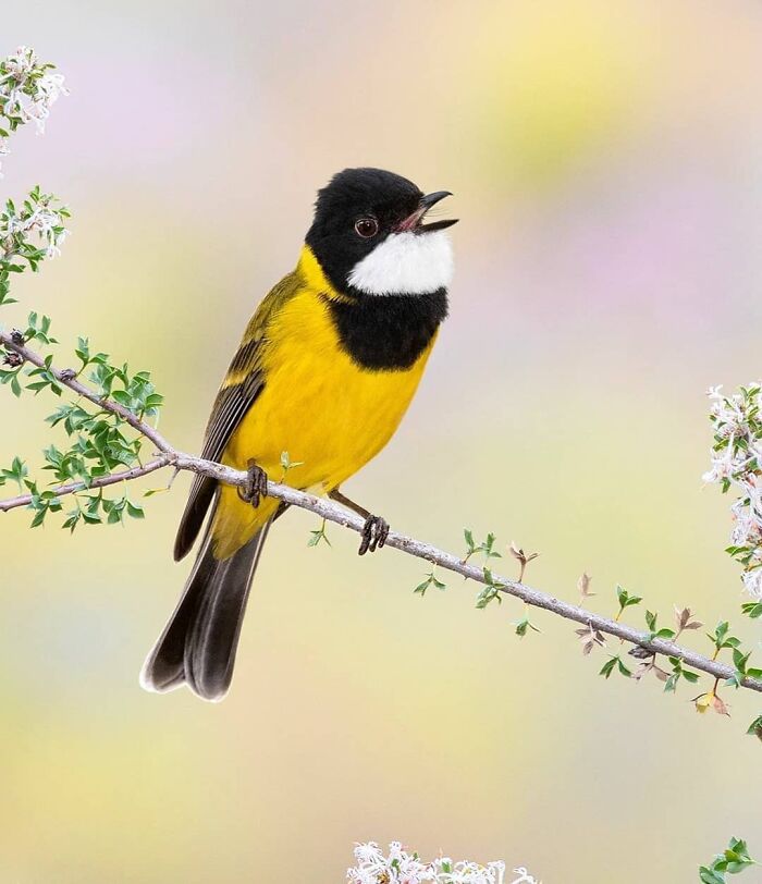 A vibrant yellow and black rare bird photos perched on a blossoming branch, displaying the beauty of nature.