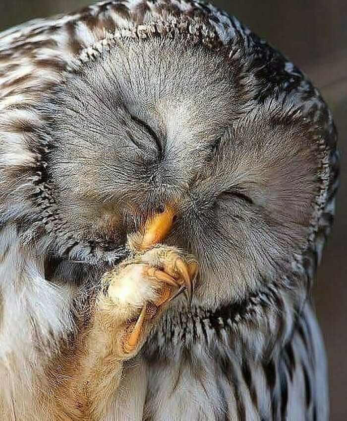 Close-up of a rare bird, an owl, with its eyes closed, appearing to sleep, showcasing the beauty of nature.