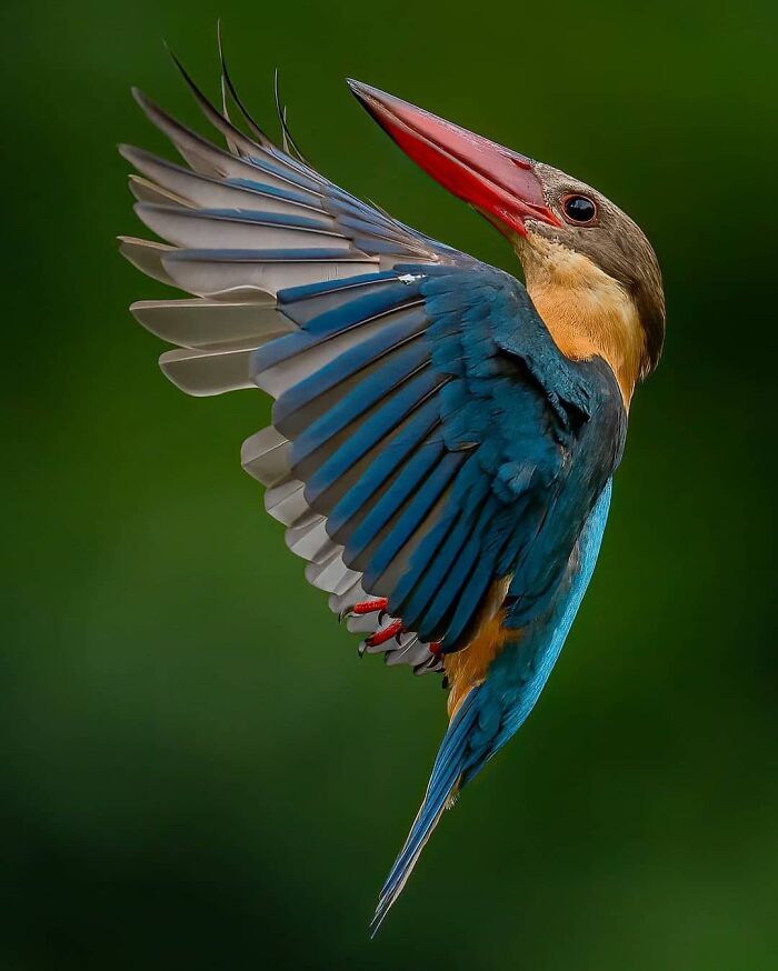 A colorful rare bird with blue wings and a red beak captured in flight, highlighting the beauty of nature.