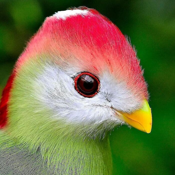 A close-up of a rare bird's head, featuring a bright red crown, green plumage, and a yellow beak.