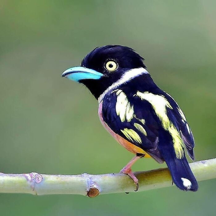 A vibrant black and yellow rare bird with a bright blue beak perched on a branch, showing the beauty of nature.