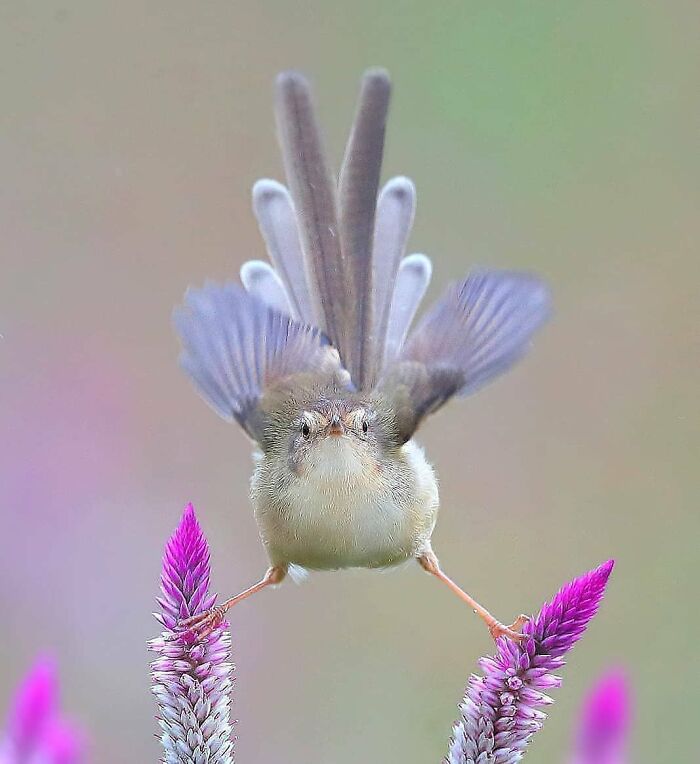 A small rare bird with its tail fanned, balancing on two purple flowers, illustrating the beauty of nature.
