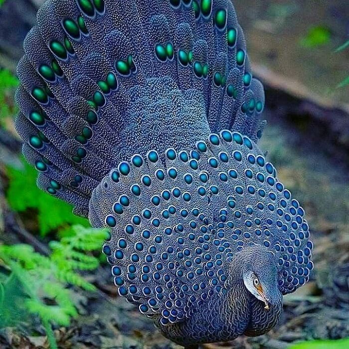 A stunning rare bird with iridescent blue and green patterned feathers, displaying the beauty of nature.
