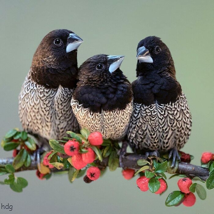 Three rare bird photos perched on a branch with red berries, showcasing the beauty of nature.