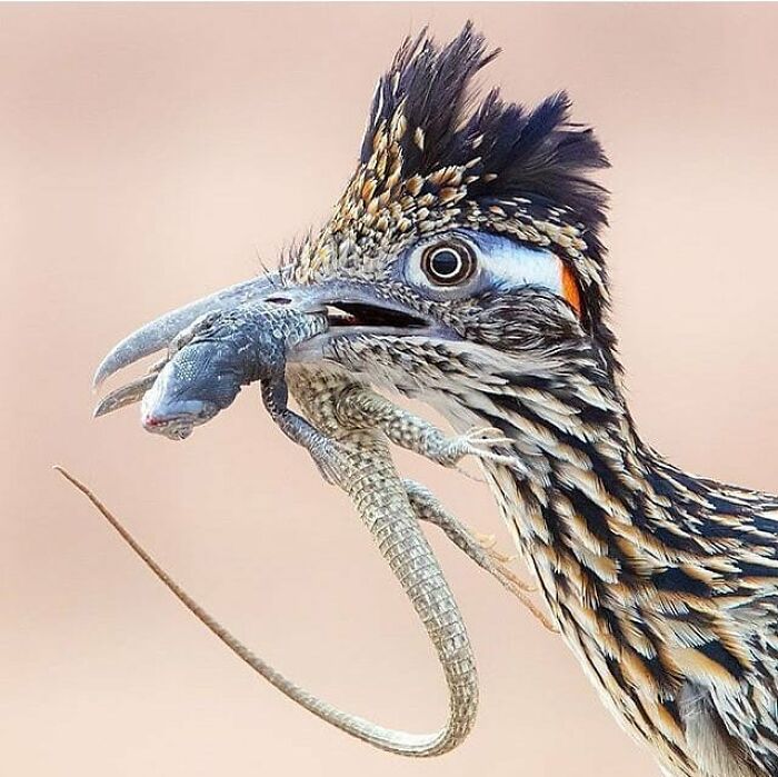Close-up of a roadrunner rare bird photos with a lizard in its beak, illustrating the beauty of nature.