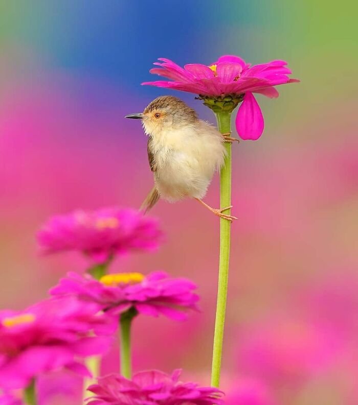 A small, rare bird photo perches on a vibrant pink flower stem, highlighting the beauty of nature.