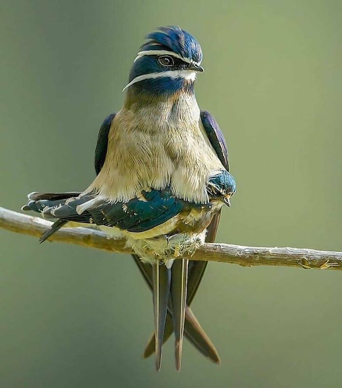 A beautiful blue and beige rare bird photo, with a small chick beneath it, perched on a branch.