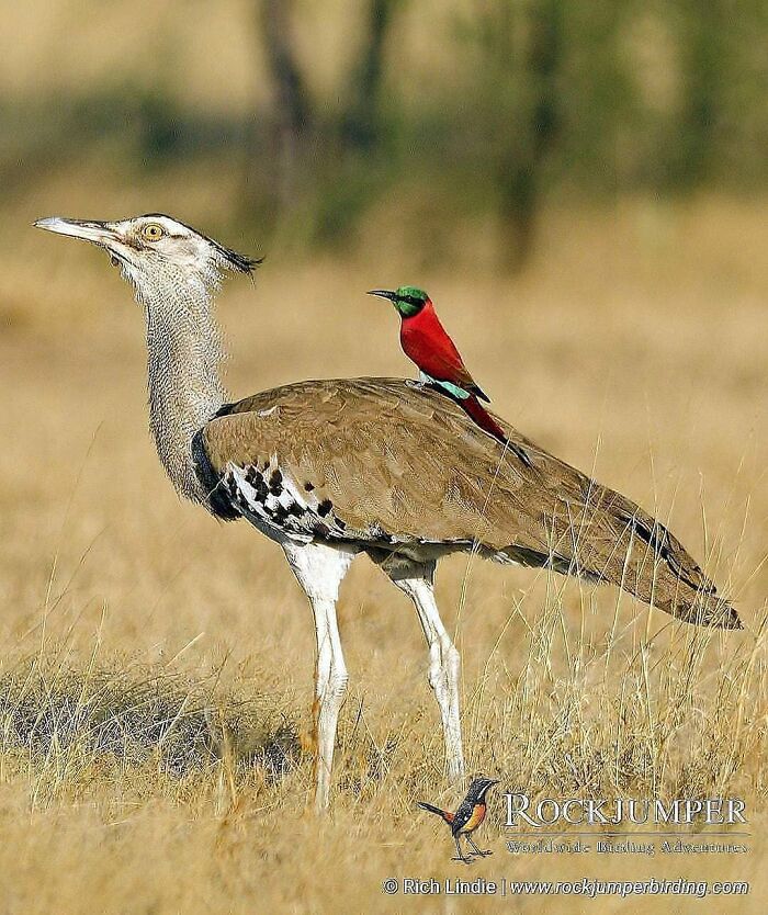 A large rare bird photo with a smaller red bird on its back, showcasing the beauty of nature in flight.