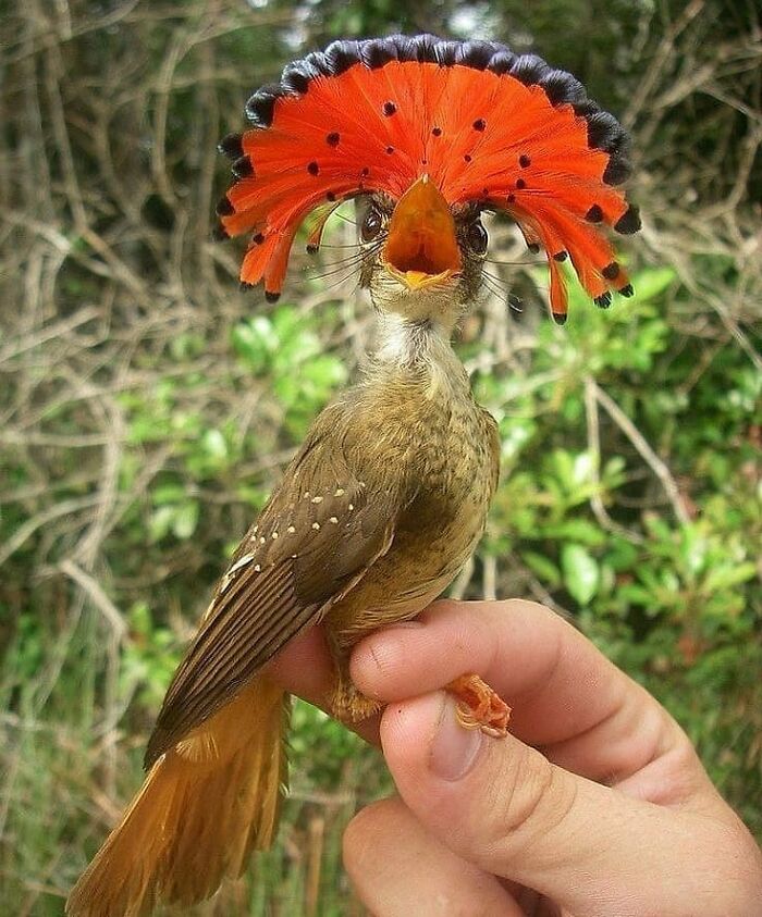 A hand gently holds a rare bird with a striking orange, fan-like crest, showcasing its unique beauty.