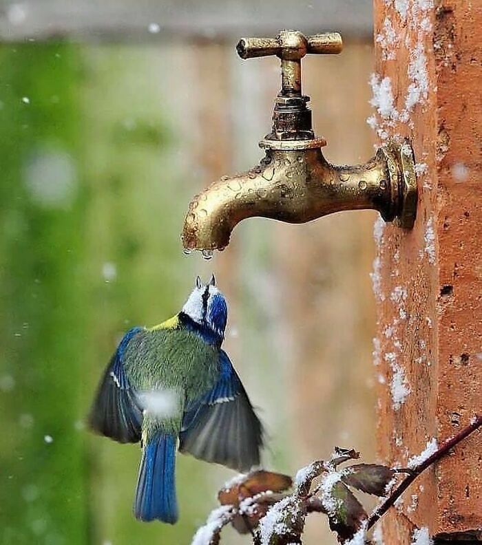 A blue and green rare bird in flight sips a drop of water from a golden outdoor faucet amidst falling snow.