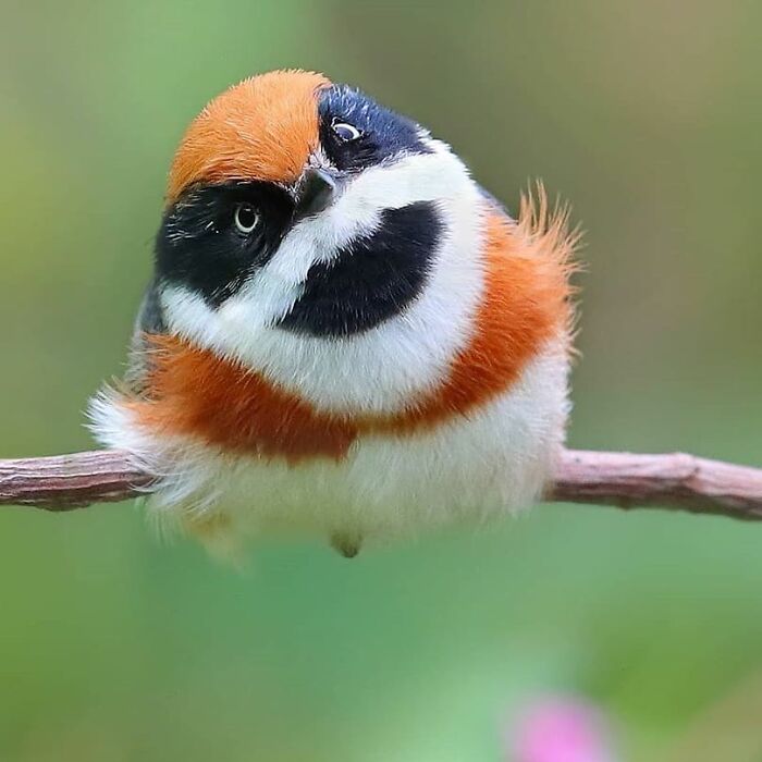 A fluffy, multicolored rare bird, with white, orange, and black patterns, perches on a branch.