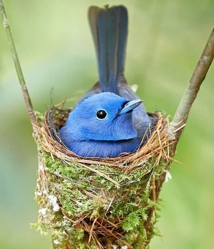 A vibrant blue rare bird sits protectively in its moss-covered nest, showcasing the beauty of nature.