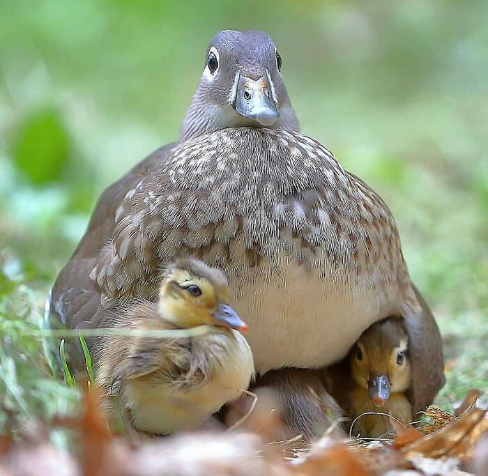 A mother duck with her ducklings nestled close, representing the beauty of nature in rare bird photos.