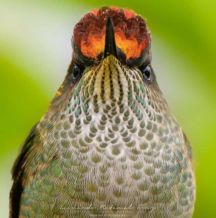 Close-up of a rare bird with vibrant green and orange feathers, showcasing the beauty of nature.