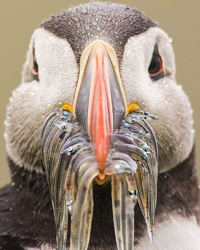 Rare bird, a puffin, with a beak full of small fish, showing nature's beauty in a close-up.