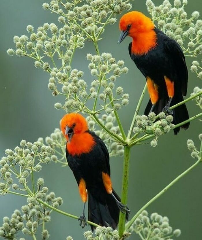 Two rare bird photos of blackbirds with bright orange heads and underparts perched on a plant.