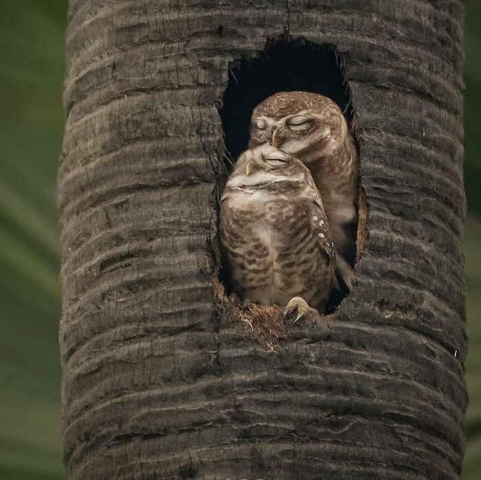Two rare bird photos of owls nestled in a tree hollow, highlighting the beauty of nature.