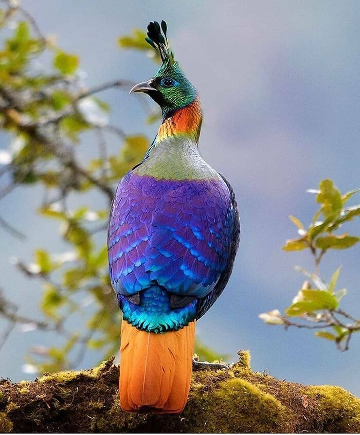 A rare bird displaying colorful plumage, from green to purple and orange, perched on a branch.