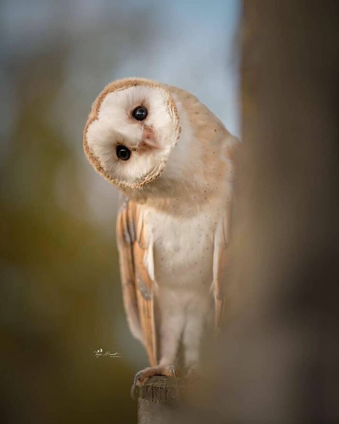 A barn owl curiously tilting its head, a captivating image from rare bird photos.