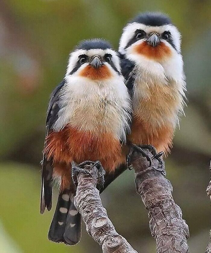 Two rare bird photos showcase nature's beauty, with black, white, and orange birds perched on a branch.