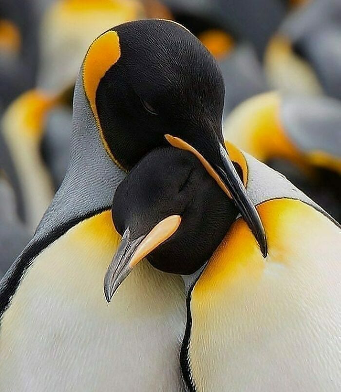 Two king penguins embracing, a tender scene highlighting the beauty of nature in rare bird photos.