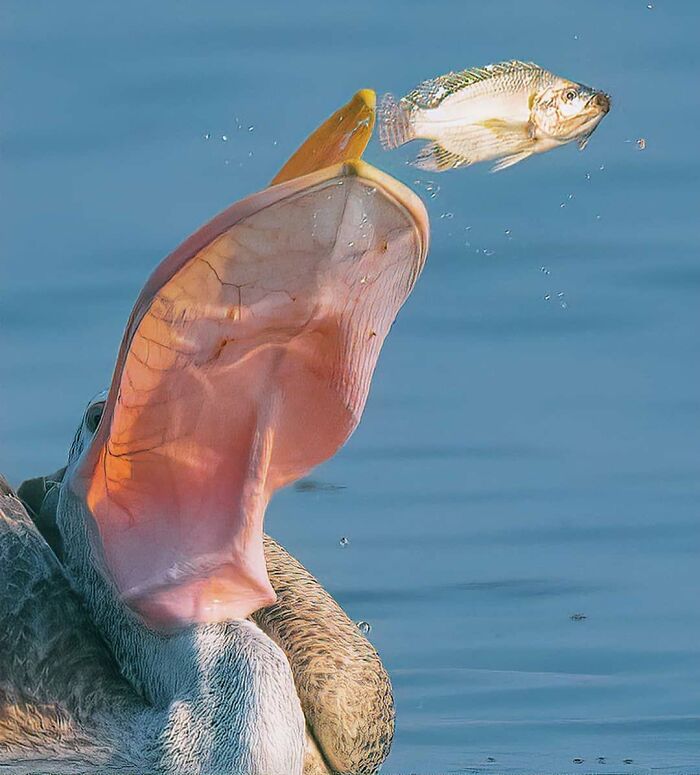 A pelican catching a fish mid-air, a striking moment among rare bird photos.