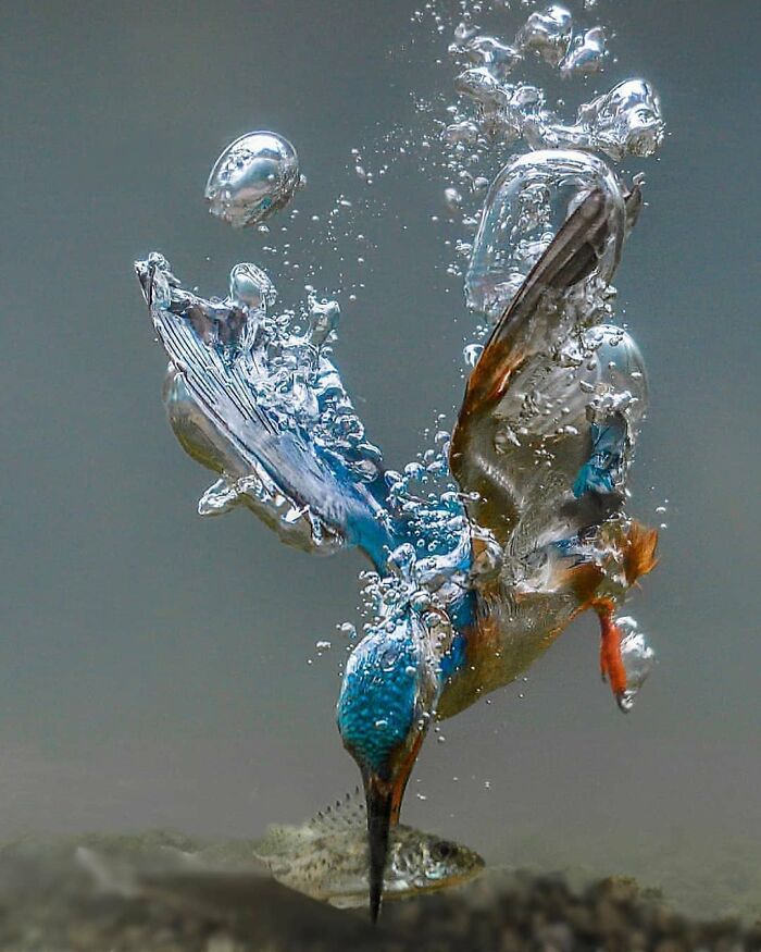 A rare bird diving underwater, capturing a fish, showcasing the beauty of nature and its amazing flight.