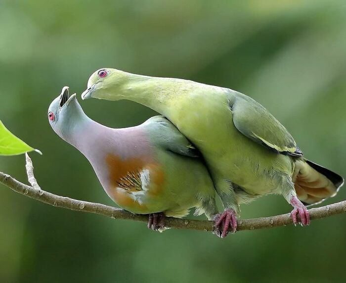 Two rare birds in an intimate moment on a branch, highlighting the beauty of nature's interactions.