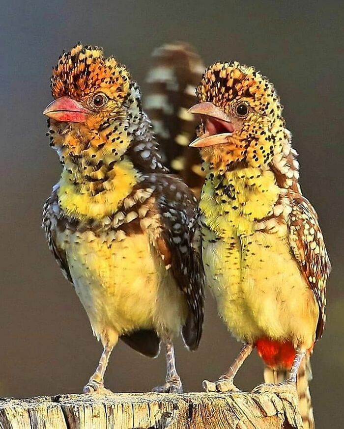 Two rare birds with spotted plumage, showcasing the beauty of nature with their unique patterns.