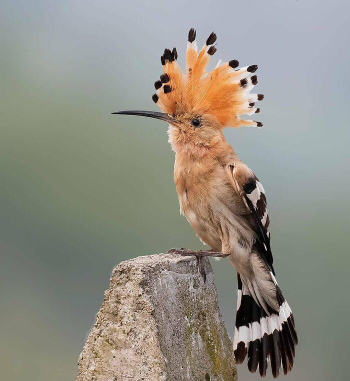 An elegant hoopoe, a rare bird with a distinctive crest, perched and displaying the beauty of nature.