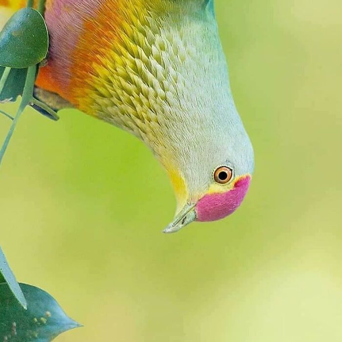 A vibrant, rare bird, displaying a kaleidoscope of colors, showcasing the beauty of nature in flight.