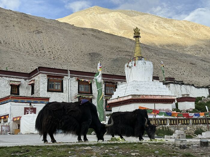Two yaks grazing in front of a traditional temple in China, highlighting the country's spiritual and natural beauty.